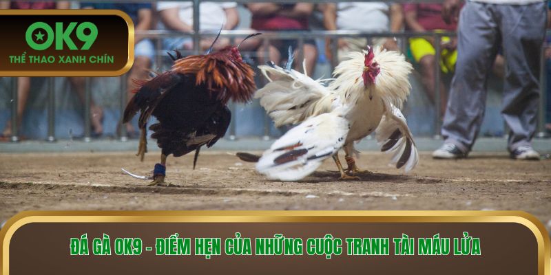 Đá gà ok9